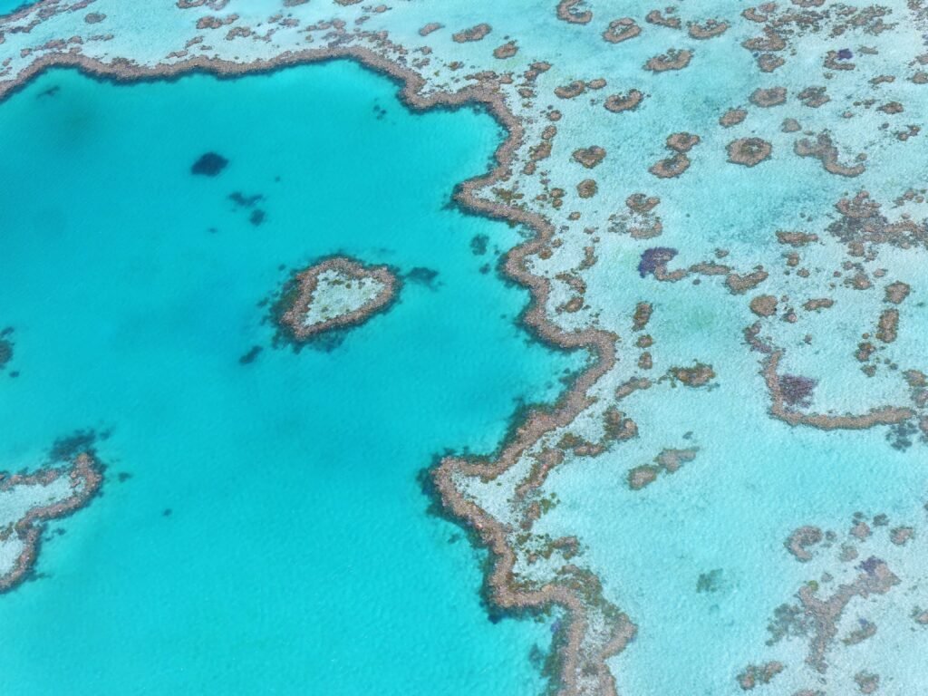 coffeewithmilk heart reef 1649218